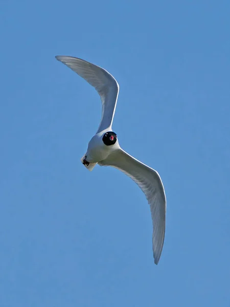 Mediterranean Gull Ichthyaetus Melanocephalus Flight Blue Skies Background — Stock Photo, Image