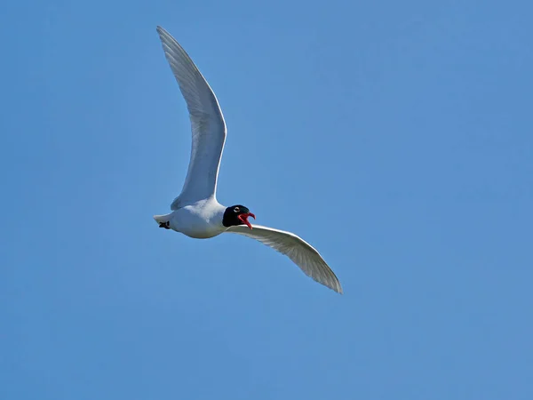 Racek Středomořský Ichthyaetus Melanocephalus Letu Modrou Oblohou Pozadí — Stock fotografie