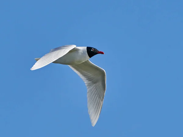 Gaivota Mediterrânica Ichthyaetus Melanocephalus Voo Com Céu Azul Fundo — Fotografia de Stock