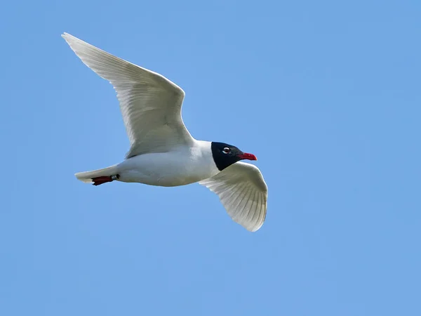 Mouette Méditerranéenne Ichthyaetus Melanocephalus Vol Avec Ciel Bleu Arrière Plan — Photo