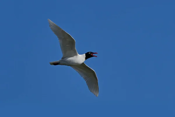 Mouette Méditerranéenne Ichthyaetus Melanocephalus Vol Avec Ciel Bleu Arrière Plan — Photo