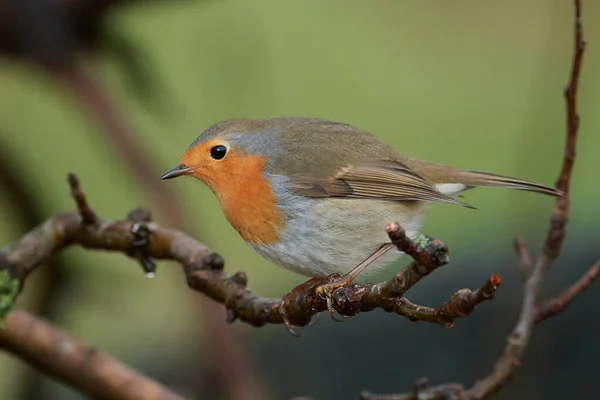 Rubin Europejski Erithacus Rubecula Swoim Naturalnym Środowisku Danii — Zdjęcie stockowe