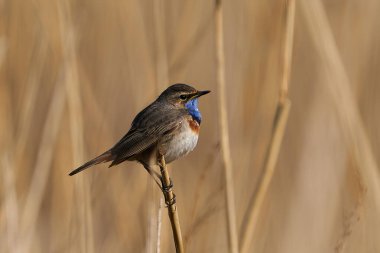 Bluethroat (Luscinia svecica) Danimarka 'daki doğal ortamında