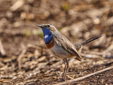 Bluethroat (Luscinia svecica) Danimarka 'daki doğal ortamında
