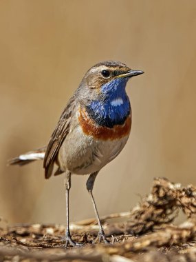 Bluethroat (Luscinia svecica) Danimarka 'daki doğal ortamında