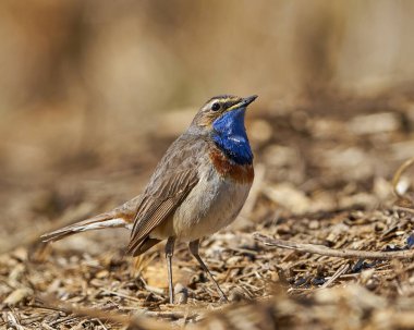 Bluethroat (Luscinia svecica) Danimarka 'daki doğal ortamında