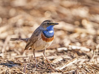 Bluethroat (Luscinia svecica) Danimarka 'daki doğal ortamında