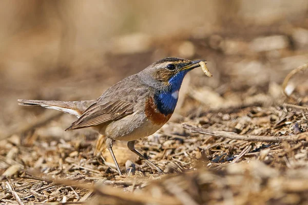 Blåstrupe Luscinia Svecica Sin Naturliga Livsmiljö Danmark — Stockfoto