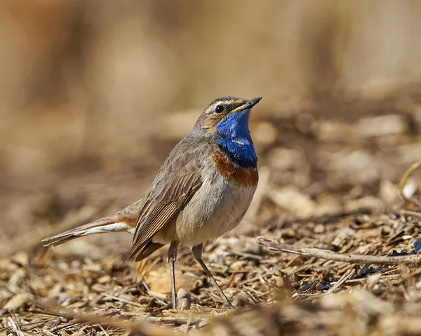 Bluethroat Luscinia Svecica Its Natural Habitat Denmark — Stock Photo, Image