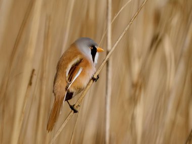Sakallı reedling (Panurus biarmicus) Danimarka 'daki doğal ortamında