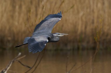Arka planda bitki örtüsüyle uçmakta olan gri balıkçıl