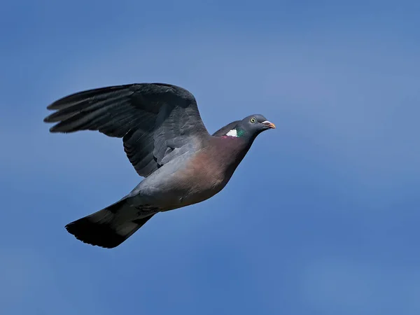 Pombo Madeira Comum Voo Com Céu Azul Fundo — Fotografia de Stock