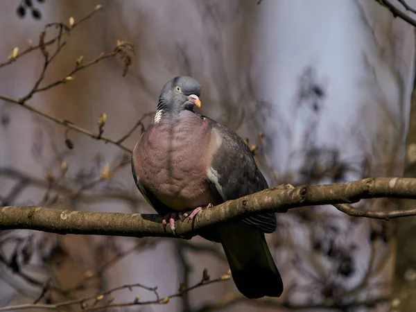 デンマークの自然の生息地で一般的な木製の鳩 — ストック写真