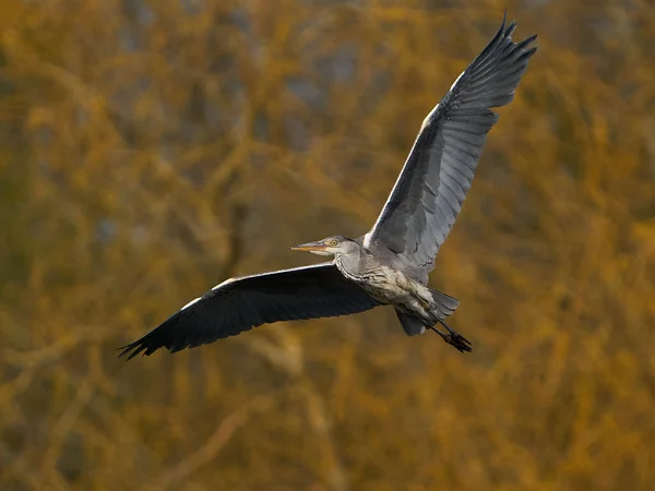 Garza Gris Vuelo Con Vegetación Fondo — Foto de Stock