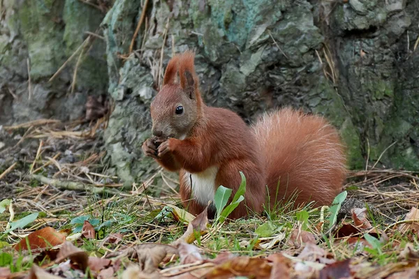 Eurazjatycka Wiewiórka Czerwona Sciurus Vulgaris Swoim Naturalnym Środowisku Danii — Zdjęcie stockowe