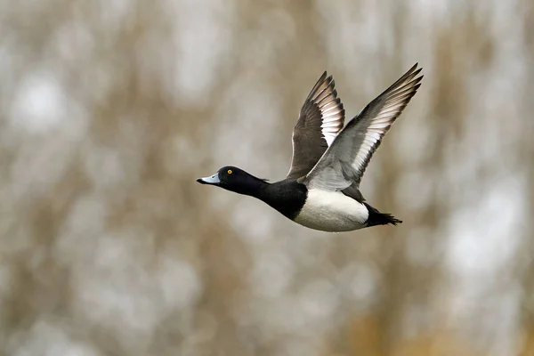 Tufled Duck Aythya Fuligula Своєму Природному Середовищі Проживання Данії — стокове фото