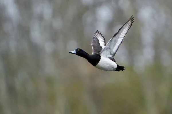 Pato Tufado Aythya Fuligula Seu Habitat Natural Dinamarca — Fotografia de Stock