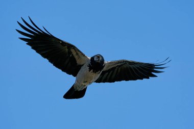 Arka planda mavi gökyüzü ile uçan kukuletalı karga
