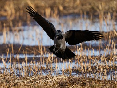 Danimarka 'daki doğal ortamında kukuletalı karga