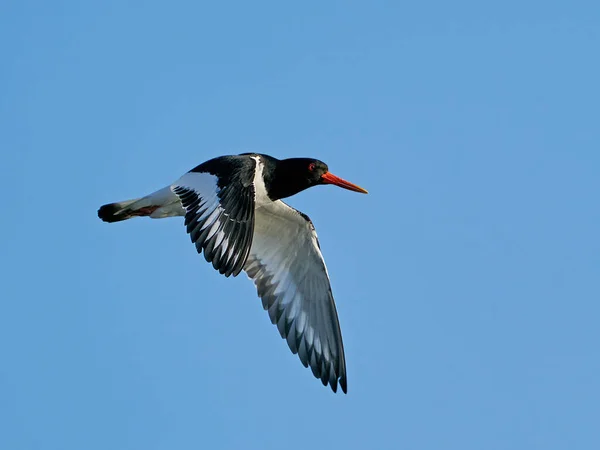 Acchiappa Ostriche Eurasiatiche Haematopus Ostralegus Nel Suo Ambiente Naturale — Foto Stock