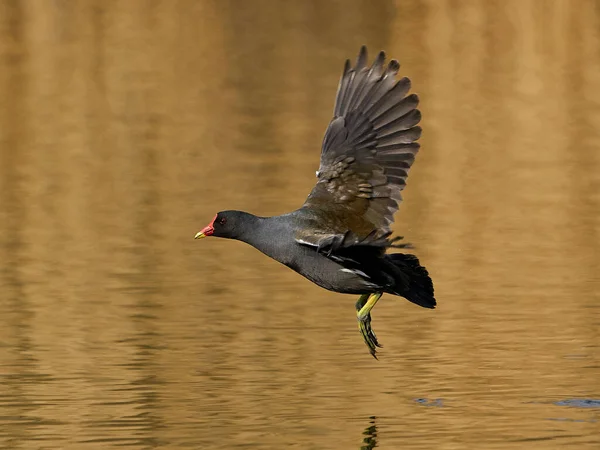 Moorhen Común Gallinula Chloropus Hábitat Natural Dinamarca — Foto de Stock