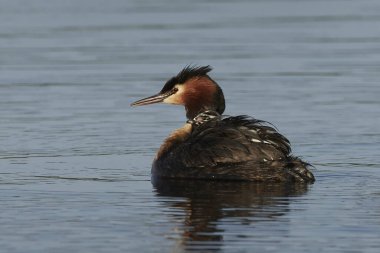 Danimarka 'daki doğal habitatında büyük ibikli yunus balığı