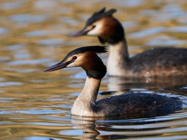 Büyük İbikli Yunus doğal ortamında