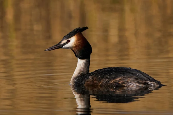 Gran Grebe Cresta Hábitat Natural Dinamarca — Foto de Stock