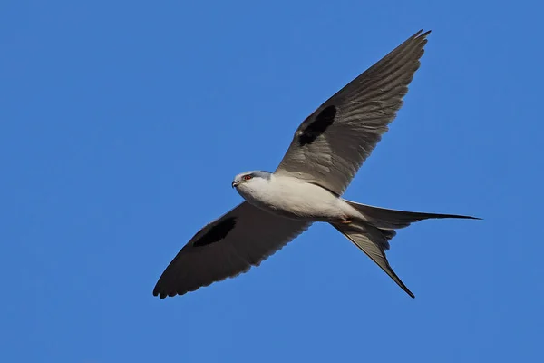 Afrikaanse Zwaluw Staart Vlucht Met Blauwe Luchten Achtergrond — Stockfoto