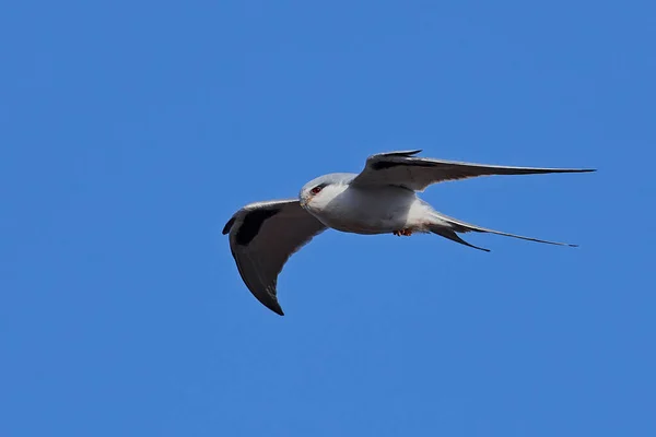 African Swallow Tailed Kite Flight Blue Skies Background — Stock Photo, Image