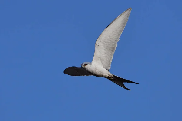 African Swallow Tailed Flight Blue Skies Background — ストック写真