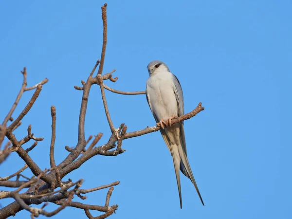 Hirondelle Africaine Dans Son Habitat Naturel Sénégal — Photo