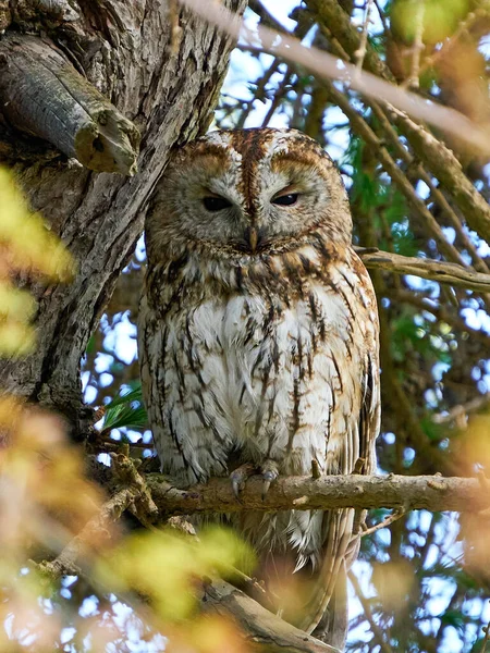 Kattuggla Sitt Naturliga Habitat Danmark — Stockfoto