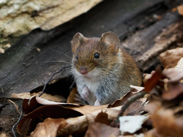 Otwór Bankowy Myodes Glareolus Swoim Naturalnym Środowisku — Zdjęcie stockowe