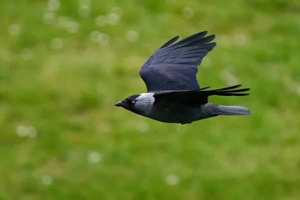 Jackdaw Occidental Vol Avec Végétation Arrière Plan — Photo