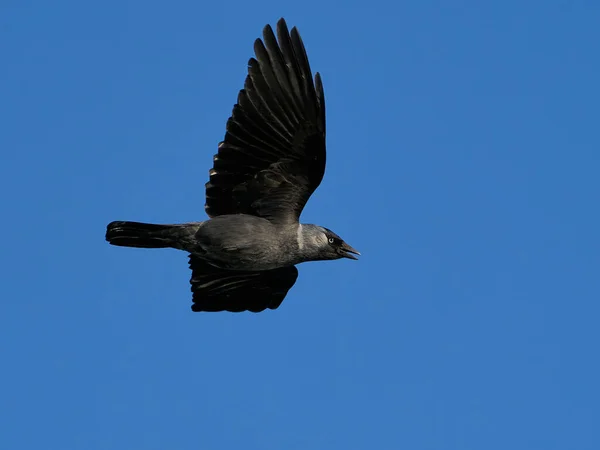 Západní Jackdaw Letu Modrou Oblohou Pozadí — Stock fotografie