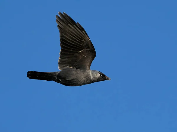 Nyugati Jackdaw Repülés Kék Háttérben — Stock Fotó