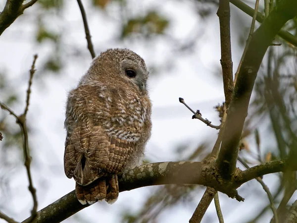 Juvenile Tawny Owl Its Natural Habitat Denmark — Stock Photo, Image