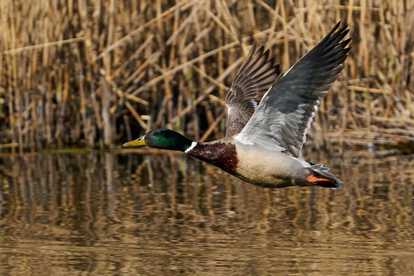 Mallard Letu Vegetací Pozadí — Stock fotografie