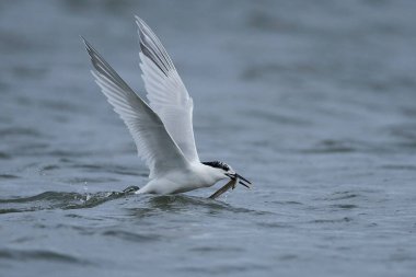 Sandviç kabuğu Danimarka 'daki doğal ortamında.