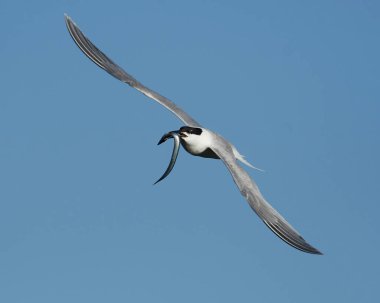 Sandviç kabuğu Danimarka 'daki doğal ortamında.