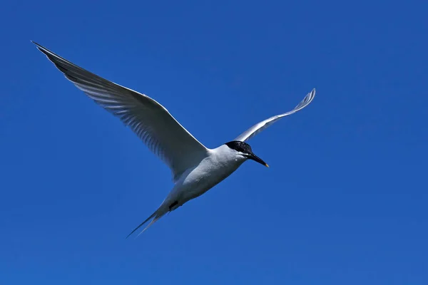 Patrón Sándwich Vuelo Con Cielos Azules Fondo — Foto de Stock