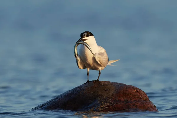 Sandwichstern Zijn Natuurlijke Habitat Denemarken — Stockfoto