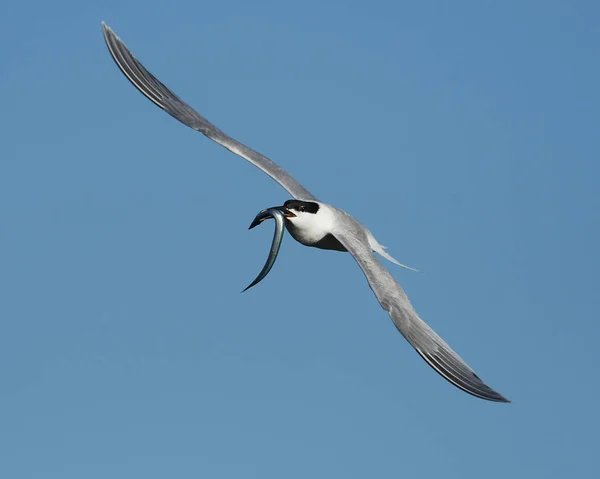 Sandwich Tern Sin Naturliga Miljö Danmark — Stockfoto