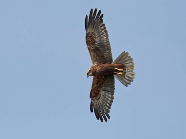 Bataklık bataklığı doğal ortamında uçuyor.