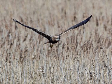 Bataklık bataklığı doğal ortamında uçuyor.