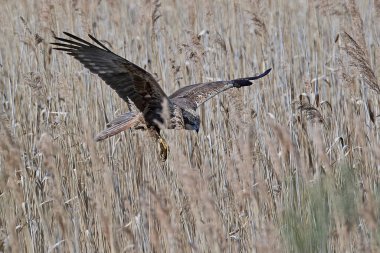 Bataklık bataklığı doğal ortamında uçuyor.