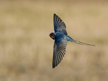 Ahır kırlangıcı (Hirundo rustica) Danimarka 'daki habitatında