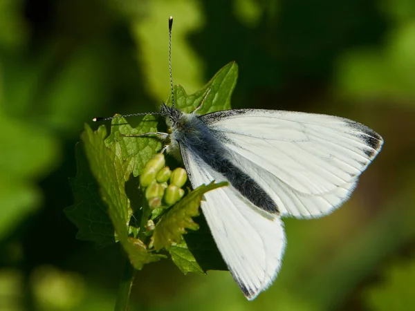 丹麦自然栖息地的绿色素食白色 Pieris Napi — 图库照片