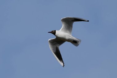 Arka planda mavi gökyüzü olan kara kafalı martı uçuyor.